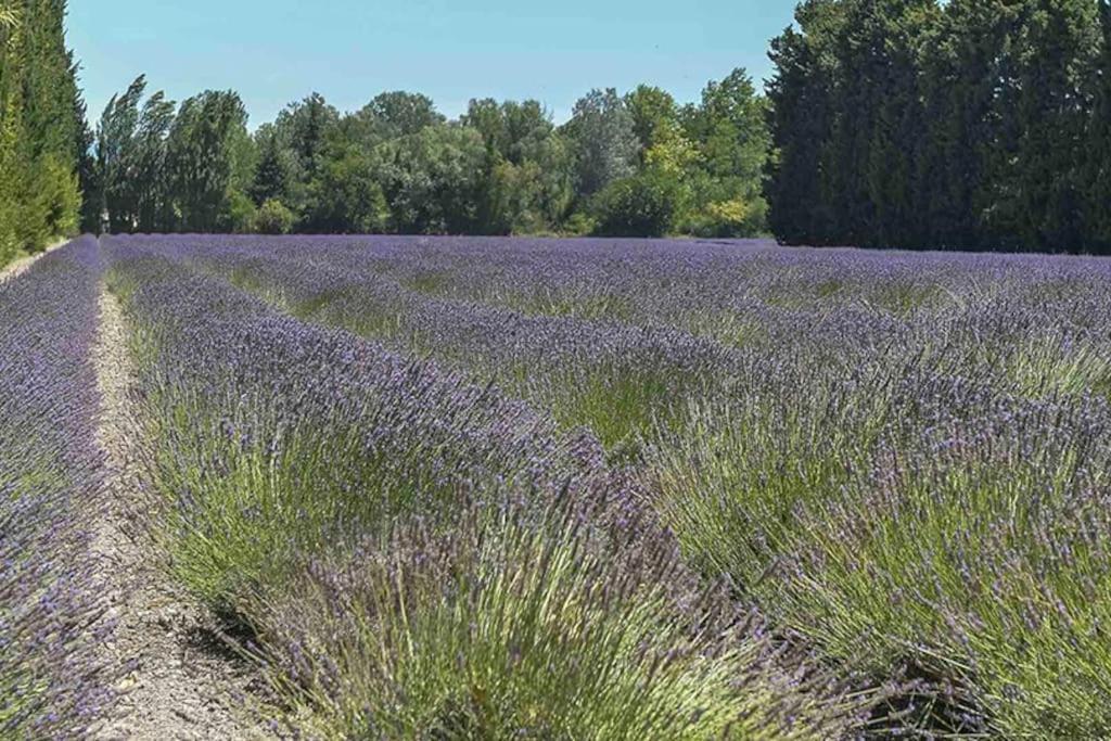 La Provencale Leilighet Saint-Saturnin-lès-Avignon Eksteriør bilde